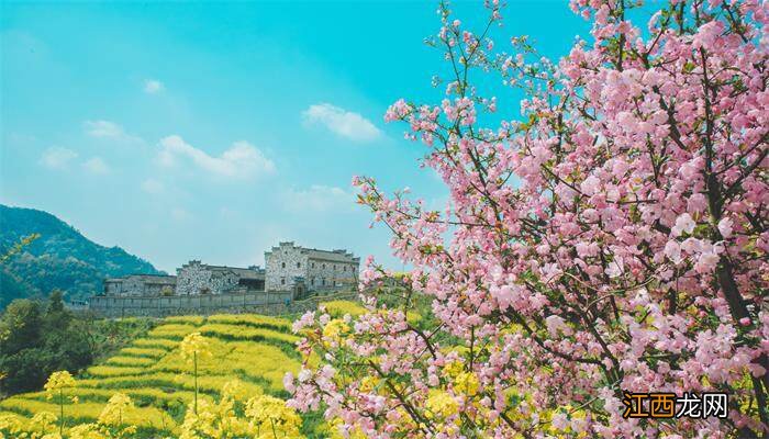 广东过年桃花怎样种植视频 广东过年桃花怎样种植