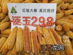 泛玉298玉米种介绍