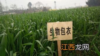 油菜什么时候喷施硼肥