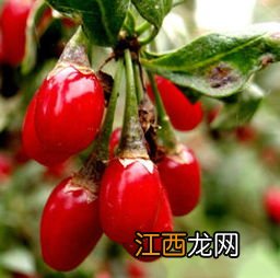 过期的枸杞还能吃吗