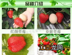 什么除草剂不伤草莓苗