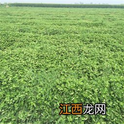 什么除草剂不伤草莓苗