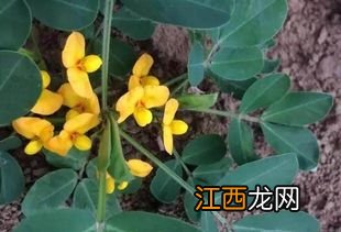 花生硼肥啥时候打好