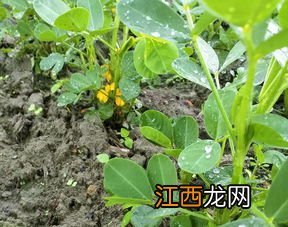 花生硼肥啥时候打好