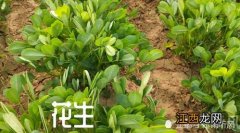 花生硼肥啥时候打好