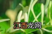 金银花菊花洗脸可以祛痘吗 长痘痘喝金银花有用吗