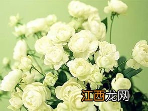 尿素能不能给花上肥