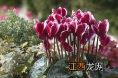 尿素能不能给花上肥