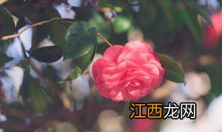 春季换盆小知识 春季换盆注意事项及方法