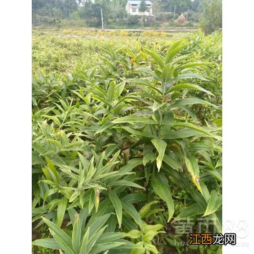 黄精种子那有卖