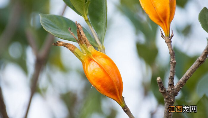 栀子花换盆视频教程栀子花小盆换大盆的比例 栀子花换盆视频教程