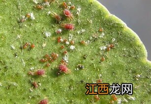 氟啶胺注意事项