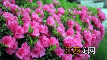 杜鹃花春天施什么肥