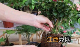 榕树换盆方法和注意事项 榕树换盆的五个步骤