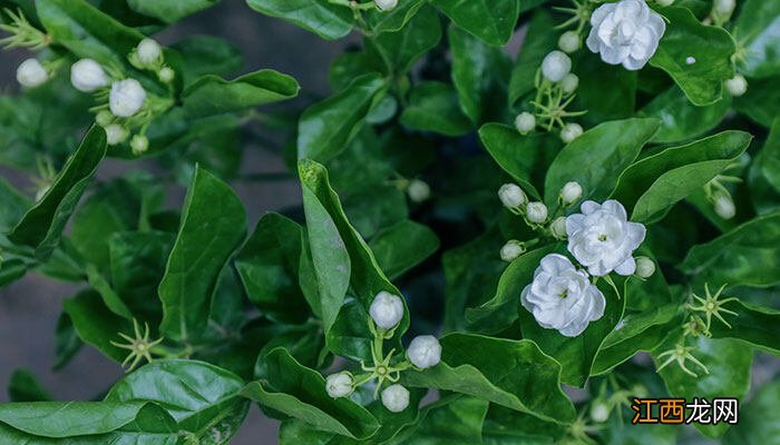 风车茉莉毒性有多强 风车茉莉一年开几次花