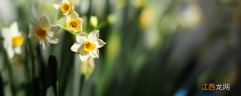 土培水仙花开完花以后怎么处理