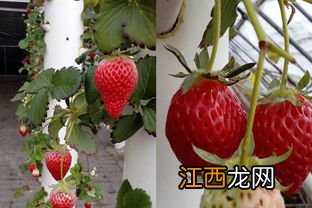 无土栽培草莓投资成本