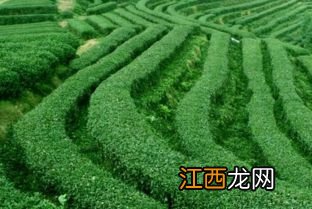 楠竹北方可以种植吗