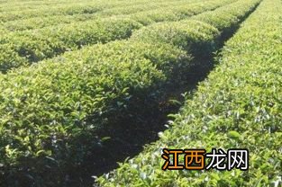 楠竹北方可以种植吗