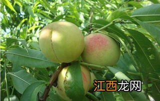 桃树追什么肥料