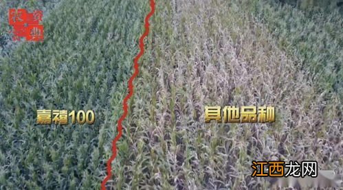 嘉禧100玉米品种介绍