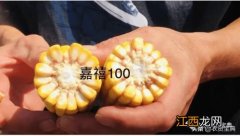 嘉禧100玉米品种介绍