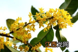 桂花有毒吗