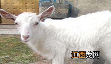 羊链球菌病是怎么引起的,其病源是什么?