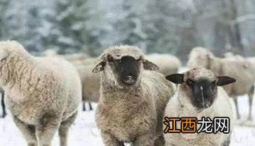 羊链球菌病是怎么引起的,其病源是什么?