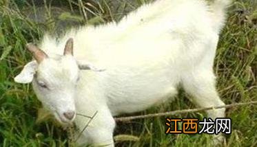 羊链球菌病是怎么引起的,其病源是什么?