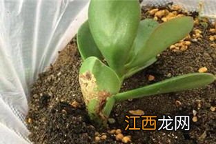 虹之玉的扦插方法