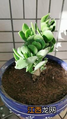 虹之玉的扦插方法