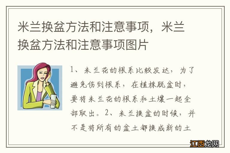 米兰换盆方法和注意事项，米兰换盆方法和注意事项图片