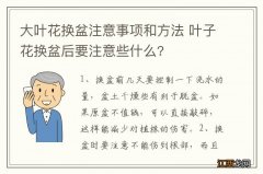 大叶花换盆注意事项和方法 叶子花换盆后要注意些什么?