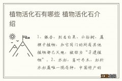 植物活化石有哪些 植物活化石介绍