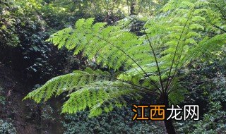 植物活化石有哪些 植物活化石介绍