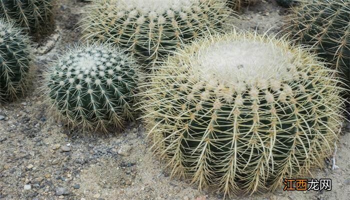 金虎仙人球的养殖方法和注意事项 金虎仙人球的养殖方法