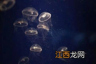 水母有心脏吗 水母是如何过冬的