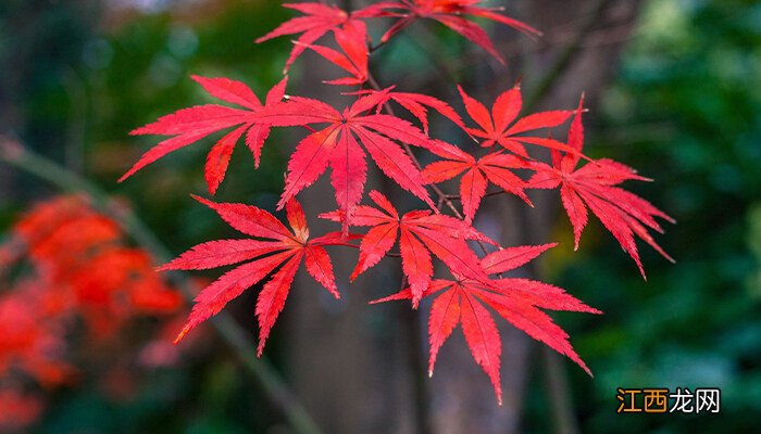 红枫是什么季节开的花图片 红枫是什么季节开的花