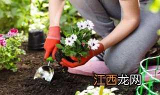 庭院适合种什么藤本花卉植物 庭院适合种什么藤本花卉