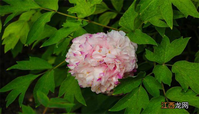 芍药是什么季节的花 芍药是什么