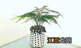 庭院春季适合种什么花卉 春季庭院种植10种常见花卉