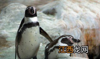 非洲真的有企鹅吗 非洲有企鹅