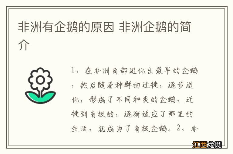 非洲有企鹅的原因 非洲企鹅的简介