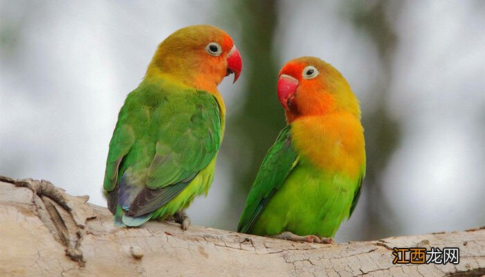 黄绿色鹦鹉是什么品种的 黄绿色鹦鹉是什么品种
