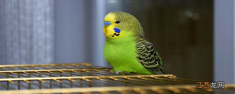 黄绿色鹦鹉是什么品种的 黄绿色鹦鹉是什么品种