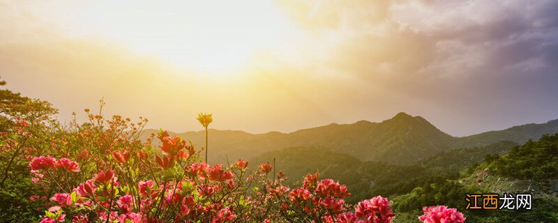 花卉营养土的配制方法用松针 花卉营养土的配制方法