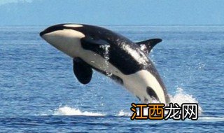 鲸的种类有哪些 鲸的简介