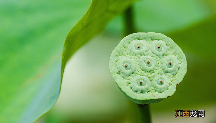 莲蓬寓意和象征意义 莲蓬寓意和象征