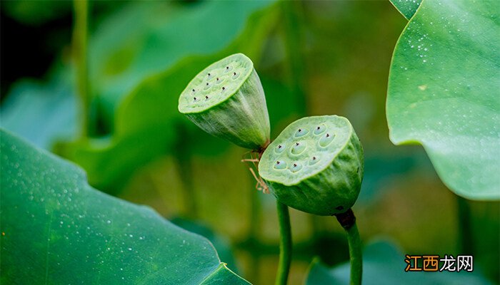 莲蓬寓意和象征意义 莲蓬寓意和象征